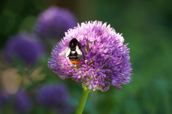 Lauchblüte