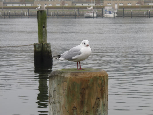Möwe - Flensburg