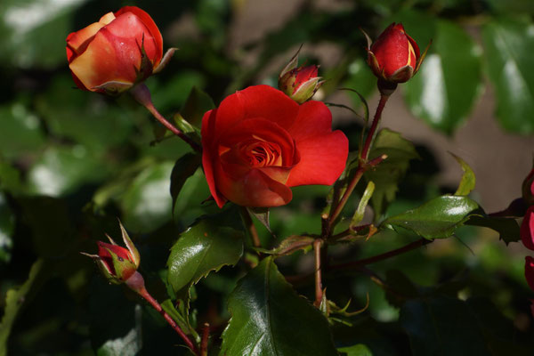 Rose