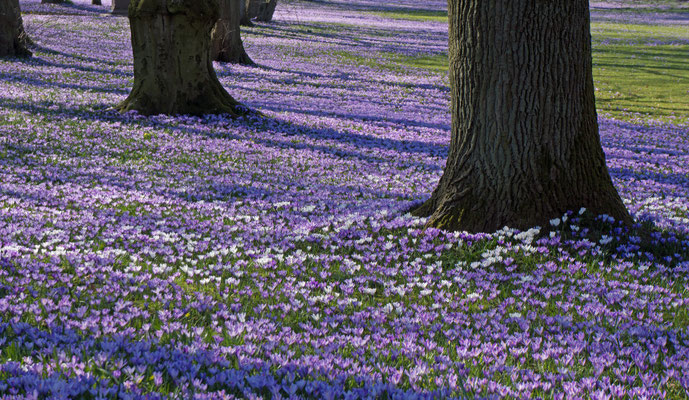Krokusse - Schloßpark Husum