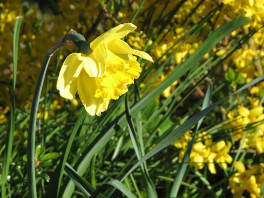 Frühlingsboten