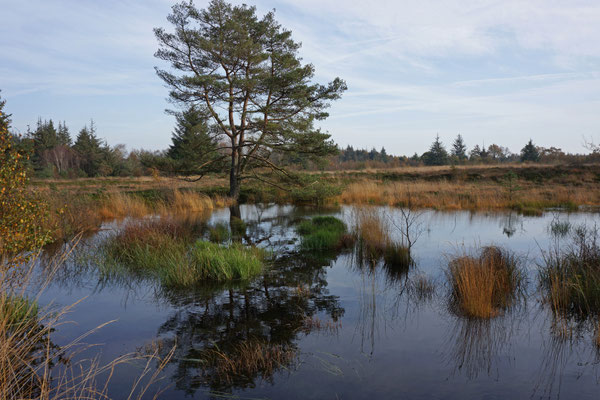 Bordelumer Heide - Nordfriesland