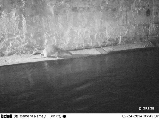 Loutre et comportement de marquage