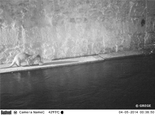 Loutre reniflant une zone de marquage (2)