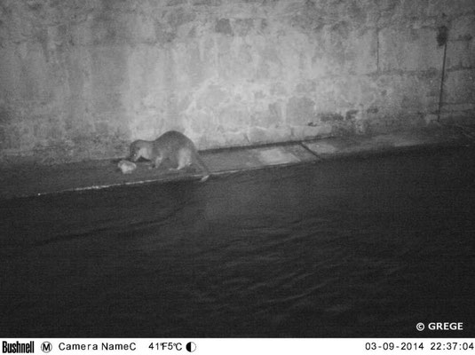 Loutre reniflant une zone de marquage