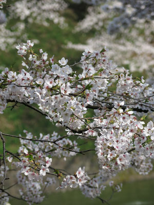 Chidorigafuchi, 2014