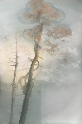 Pini Neri e la nebbia di gennaio cm 56 x 38