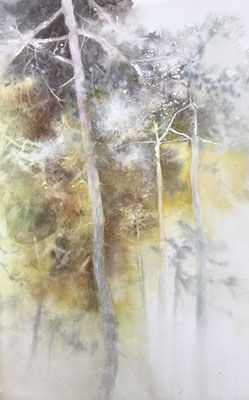 Pini Neri e giallo d'autunno cm 56 x 38