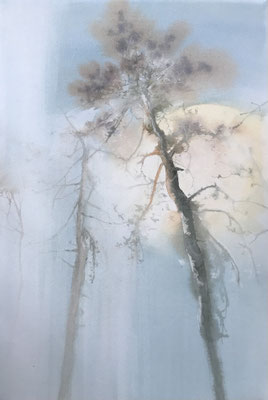 Pini Neri e la nebbia di gennaio cm 56 x 38