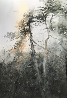 Black Pines cm 56 x 38