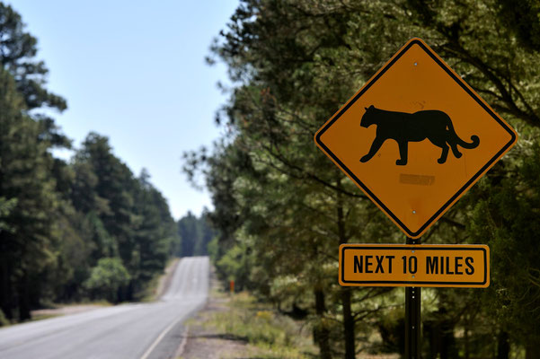 Kaibab National Forest, Arizona