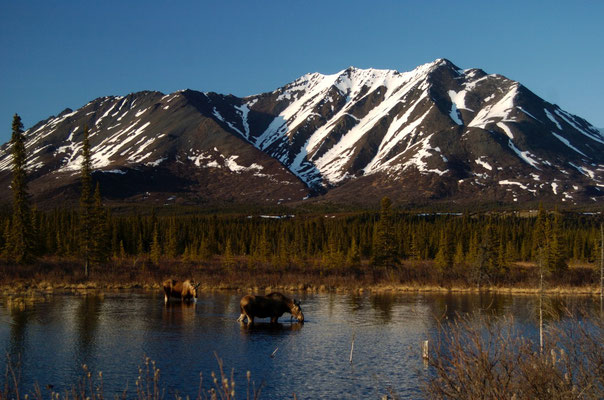 Elche, Alaska Range