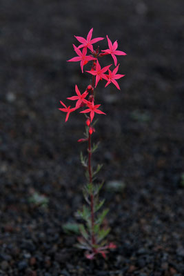 Pink Penstemon Orchidee, Sunset Crater Vulcano, Arizona