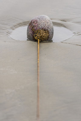 Kelp Wurzel, Long Beach, Tofino