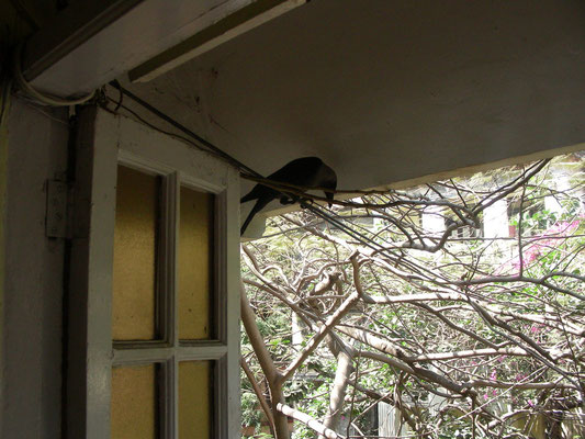 Krähen in unserem Hotel