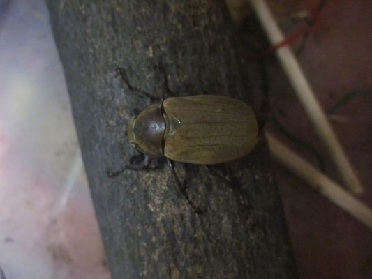 コガネムシのなかま 昆虫の捕まえ方 育て方 図鑑