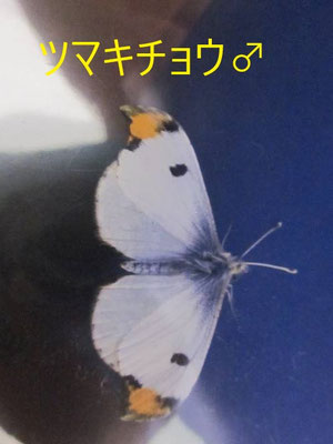 シロチョウのなかま 昆虫の捕まえ方 育て方 図鑑