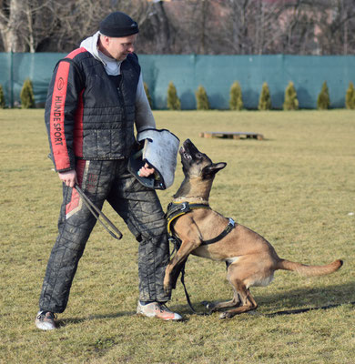 Rotti beim Bewachen