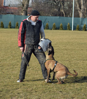 Rotti beim Bewachen