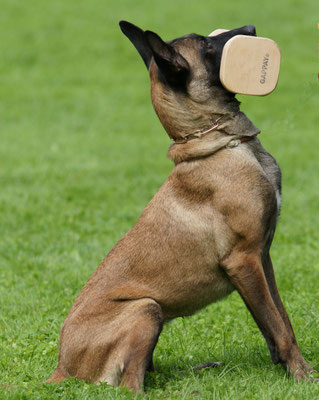 Rottweiler von der Steinteichmühle