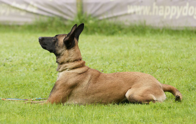Rottweiler von der Steinteichmühle