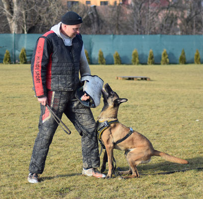 Rotti beim Bewachen