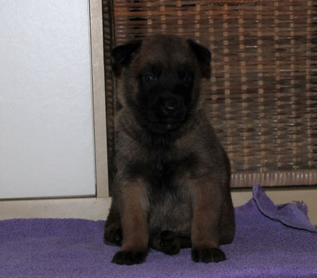 Mister Grau