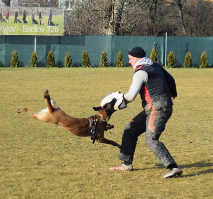 Rotti, wie immer voller Einsatz