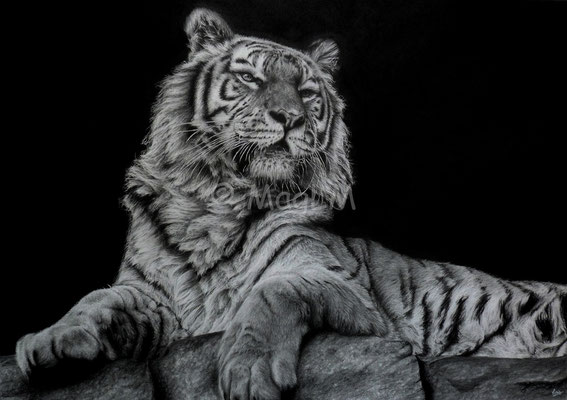 Peaceful - 70 x 50 cm - Graphite and carbon pencils on paper - 2020 - SOLD - Ref pic by Emmanuel Keller
