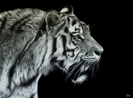 On the prowl - 40 x 30 cm - Graphite and carbon pencils on paper - 2018 - SOLD