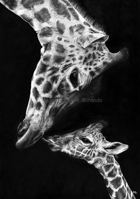 Precious - 70 x 50 cm - Graphite and carbon pencils on paper - Ref pic by Rob Bixby - 2018 - SOLD