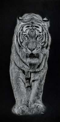Focused - 100 x 50 cm - Graphite and carbon pencils on paper - 2018 - AVAILABLE - Ref pic by Matthias Appel