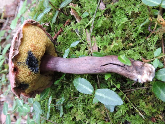 きのこ★ MUSHROOM STONE / 珪化木のオブジェ ｜CATAWARA（カタワラ）