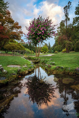 15 - Una bellissima lagerstroemia italiana al Giardino Roccioso