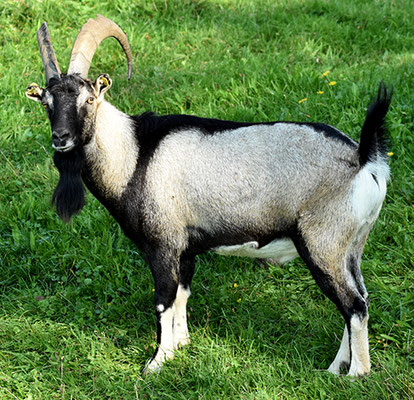 Bezoarziege - Wildform unserer domestizierten Hausziegen