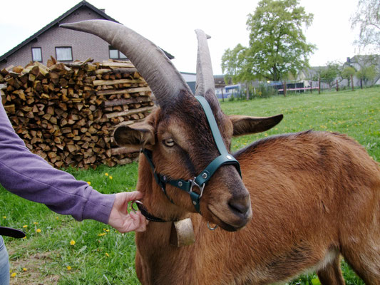 Größe L dunkelgrün mit Klickverschluss