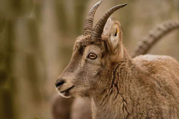 Steinbock