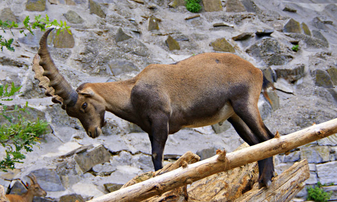 Steinbock