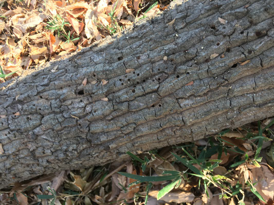 幹には多数の虫喰い穴が見えます
