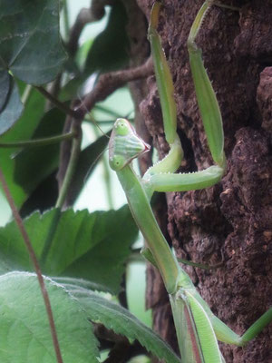 オオカマキリ