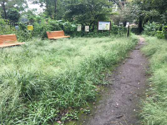 センターのスタッフが来られましたが　全エリア　異常な繁茂で草刈りはとても追いつかない状況とのことです