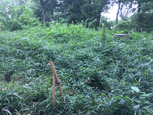 自然林東側エリア　昆虫棲家保護ゾーンのマーキング棒が折れていた（誰かが侵入し壊した様子）