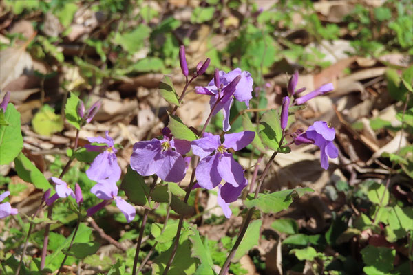 紫色のダイコンソウの花