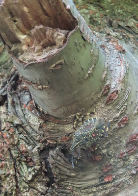 キマダラカメムシ（外来種）　2センチくらいある　サクラの木に必ずいる（川沿い植え込み）