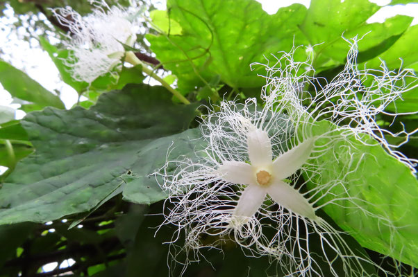 カラスウリの花（ウッドチップ広場）