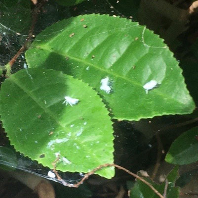 チャノキの葉について謎の白い虫