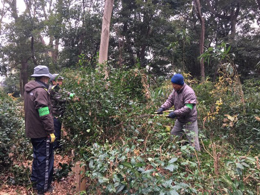 チャノキにまとわりついているビナンカズラの除去作業