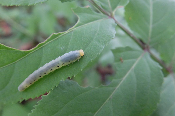 ニワトコを食べるオオクロハバチの幼虫