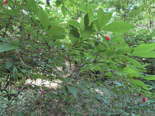 写真2：ヤマウグイスカグラ（変種？）の花・果実