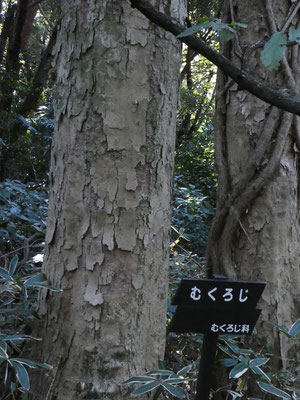 ムクロジの木肌